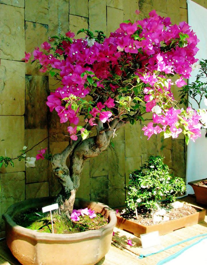 bougainvillea-390749_1920_full_width.jpg